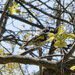 Yellow-rumped warbler  by rminer