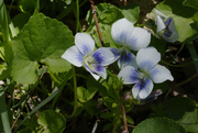 30th Apr 2021 - bicolor violets