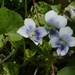 bicolor violets by rminer