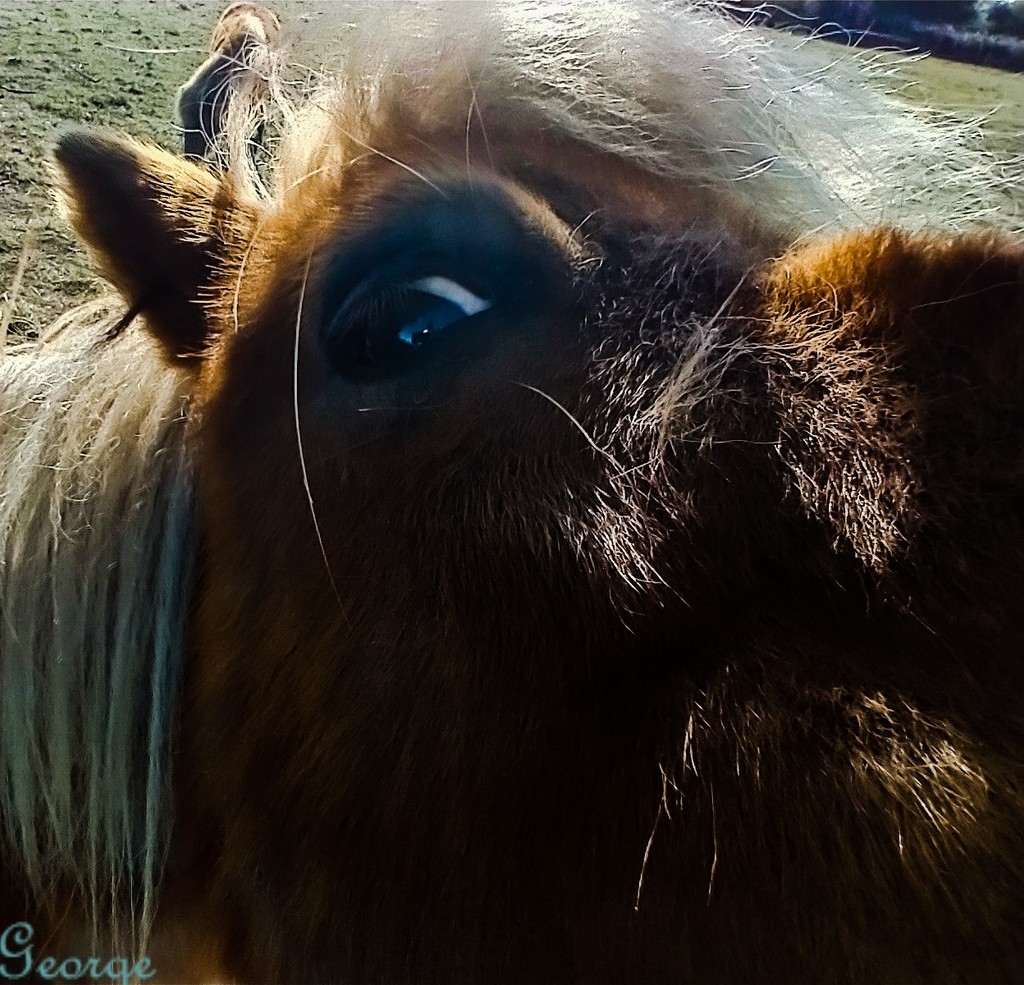 The eye of a pony by nodrognai
