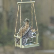1st May 2021 - Squirrel having a Swing