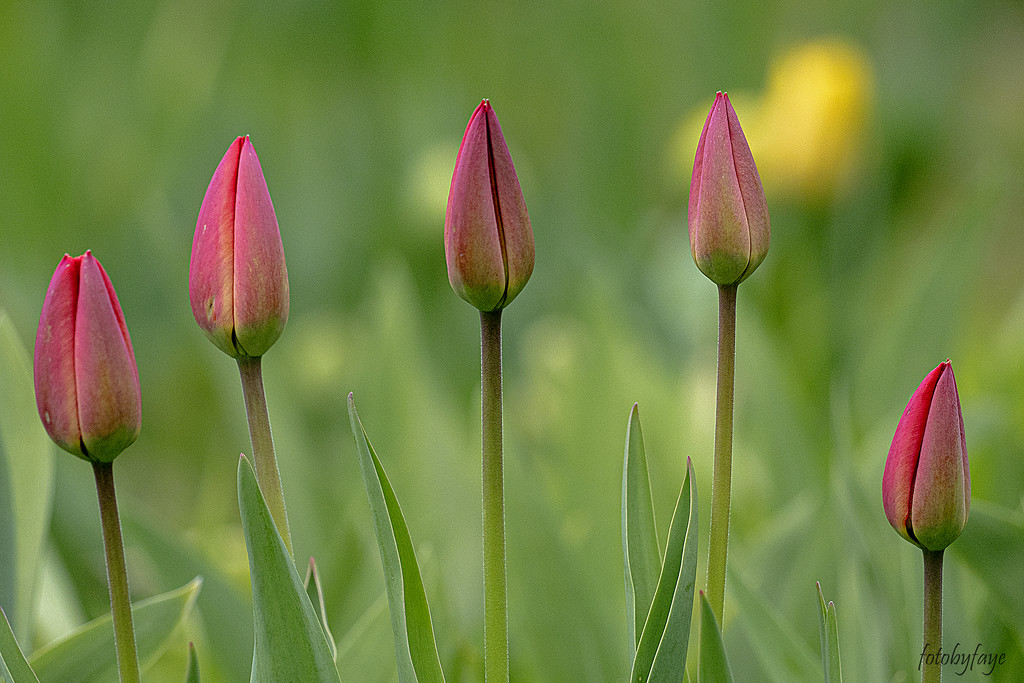 Tulips by fayefaye
