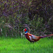 Pheasant by gq