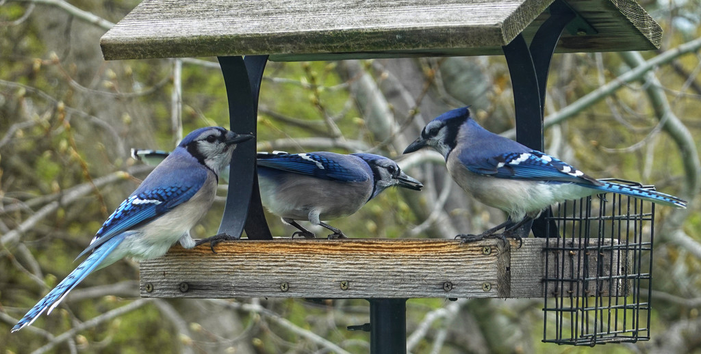 Blue Jay Party by ljmanning