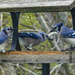 Blue Jay Party by ljmanning