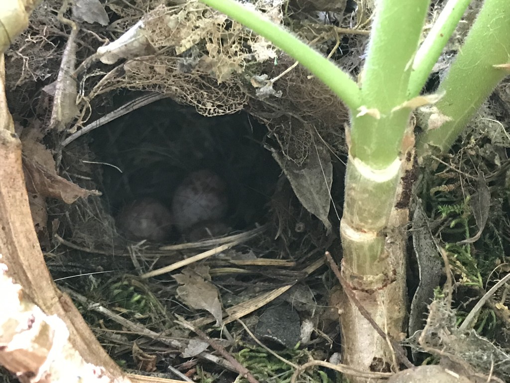 Wren’s Nest in my Geranium  by gratitudeyear