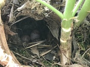 28th Apr 2021 - Wren’s Nest in my Geranium 