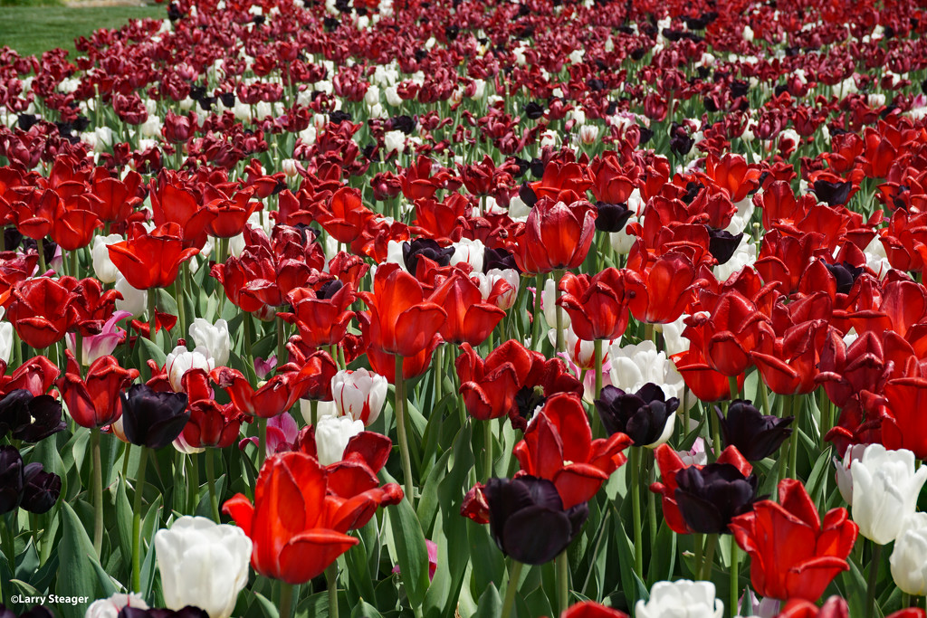 Tulip field by larrysphotos