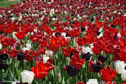 30th Apr 2021 - Tulip field