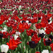 Tulip field by larrysphotos