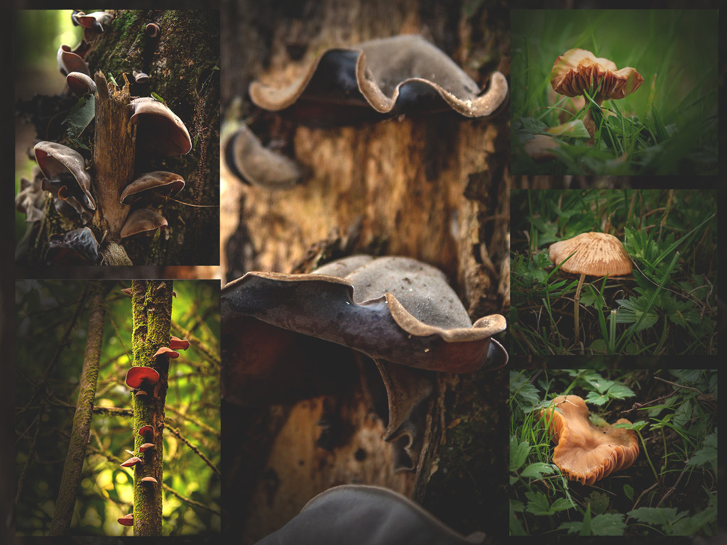 Fungi in the Forest by nickspicsnz