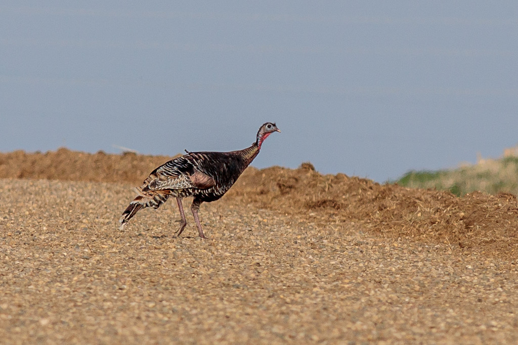 What sound does a limping turkey make? by lindasees