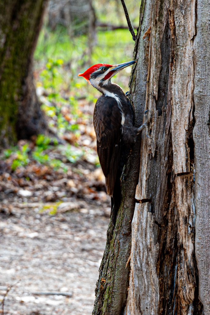 Pileated woodpecker by dora