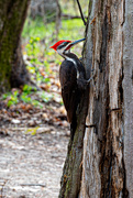 29th Apr 2021 - Pileated woodpecker