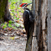 Pileated woodpecker by dora