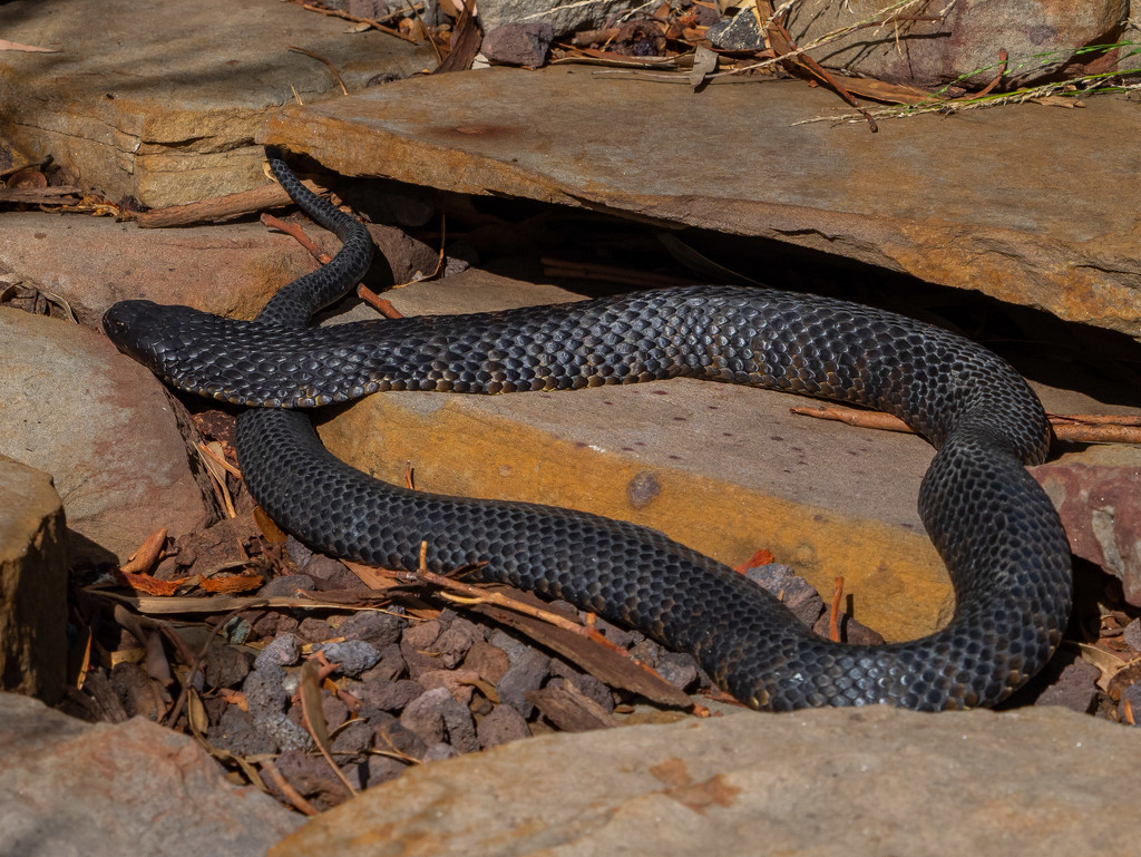 Tiger snake by gosia