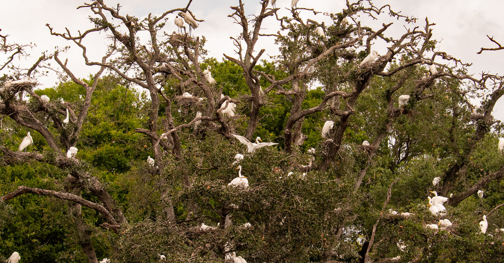 Tree Full of Birds! by rickster549