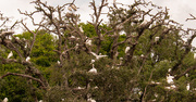 30th Apr 2021 - Tree Full of Birds!