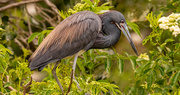 30th Apr 2021 - Little Blue Heron Waiting on Nest Delivery!