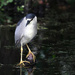 Black-crowned night heron 