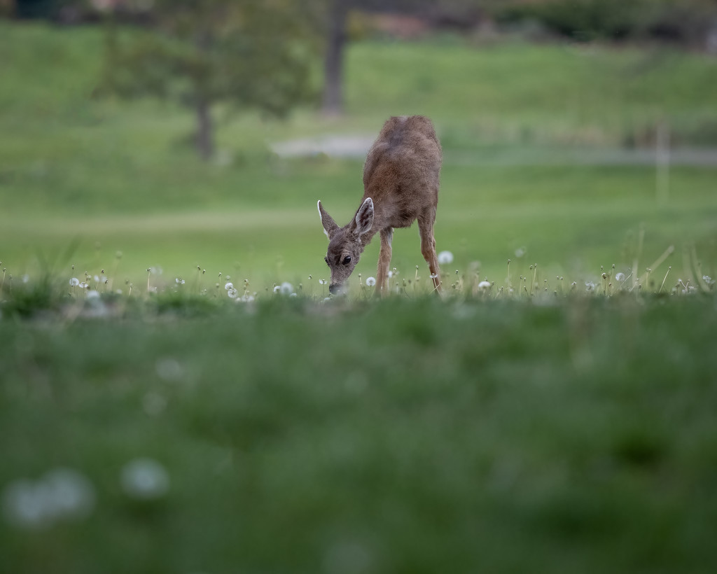 Young Deer by nicoleweg