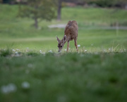 30th Apr 2021 - Young Deer