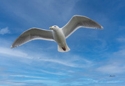 30th Apr 2021 - ~Seagull~