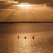 Sunrise swans at the estuary by maureenpp