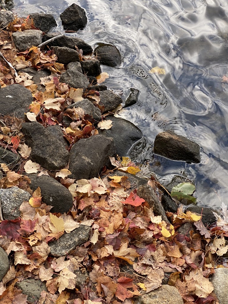 Leaves, rocks, water by clay88