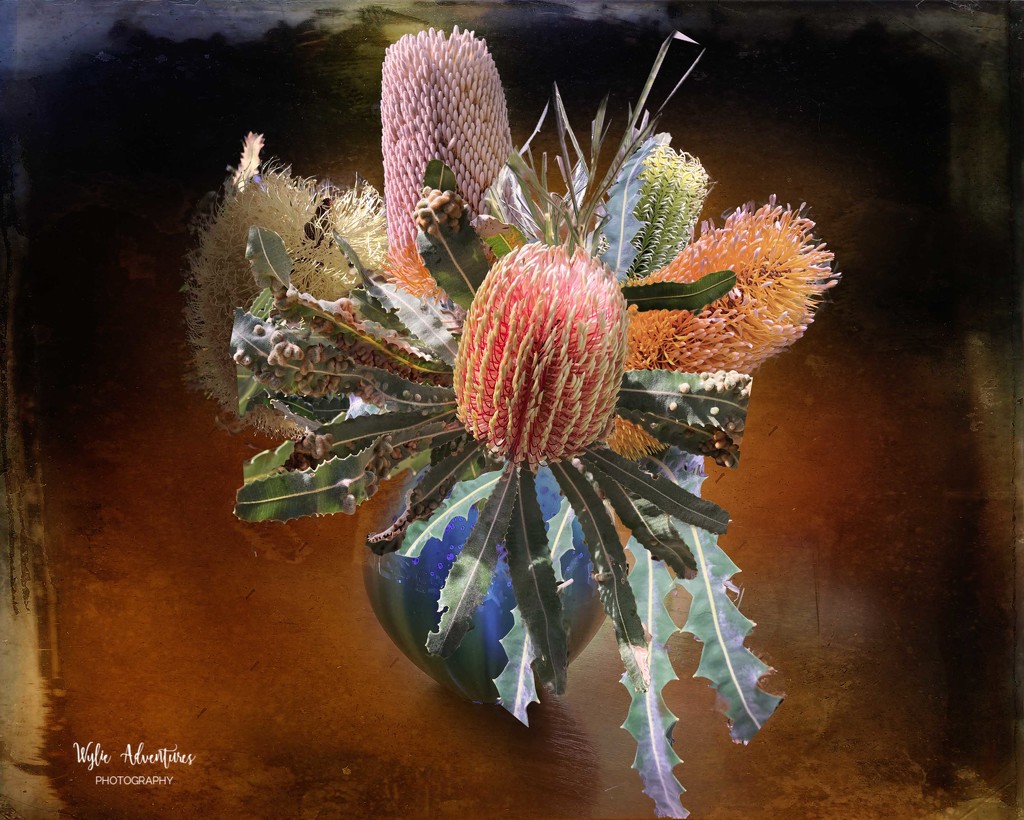 Banksias in a vase by pusspup
