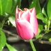 Tulip  by grace55