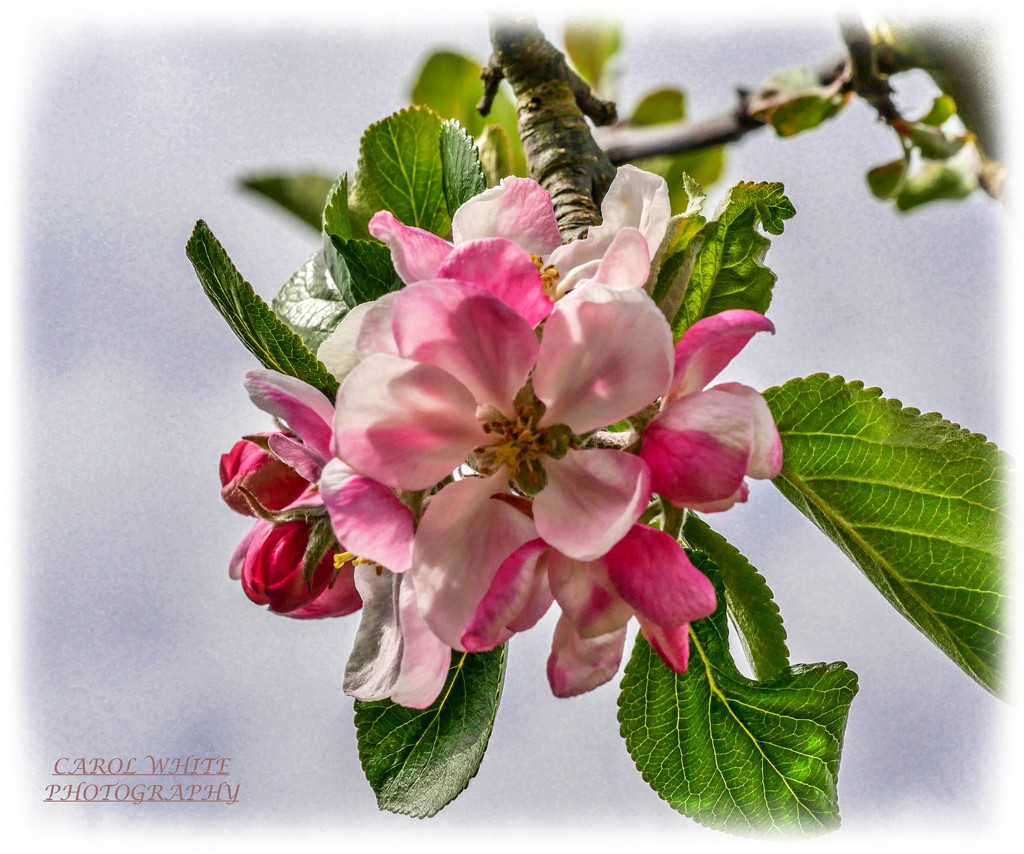 Apple Blossom by carolmw