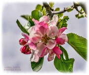 1st May 2021 - Apple Blossom