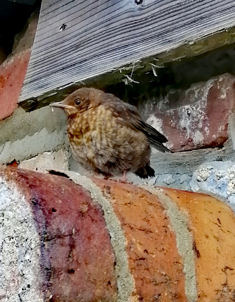 Fledgling blackbird by flowerfairyann