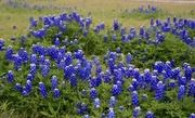 1st May 2021 - The Texas state flower