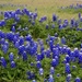The Texas state flower by louannwarren