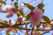 1st May 2021 - Flowering Peach Tree