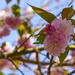 Flowering Peach Tree by k9photo