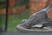 1st May 2021 - Young wood pigeon 
