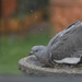 Young wood pigeon  by rosiekind