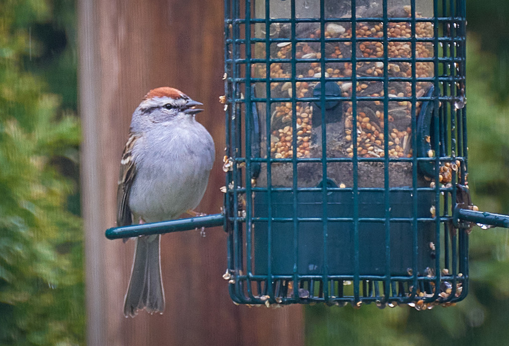 Chipping Sparrow by gardencat