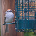 Chipping Sparrow by gardencat