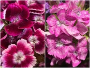 1st May 2021 - Dianthus