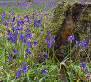 1st May 2021 - Stump and Bluebells