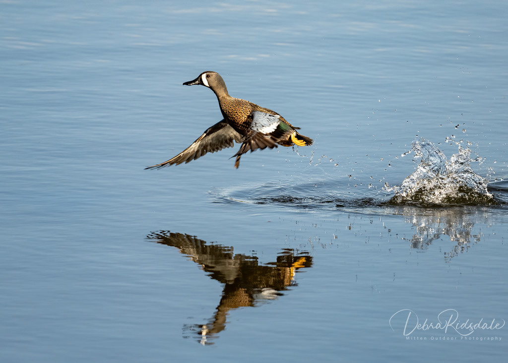 Blue-winged Teal by dridsdale