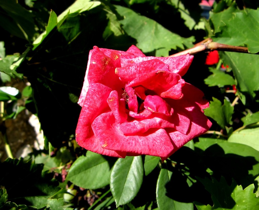 Ruža by vesna0210