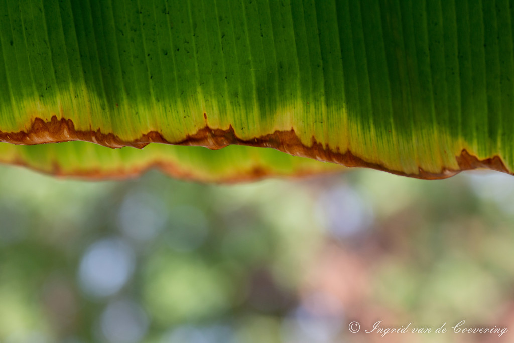 Banana-leaf and garden bokeh by ingrid01