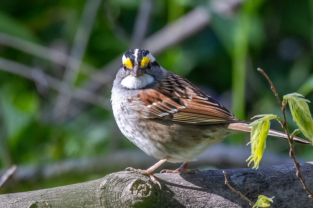 White-Throated Sparrow by jyokota