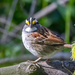 White-Throated Sparrow by jyokota