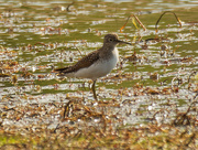 1st May 2021 - Solitary Sandpiper